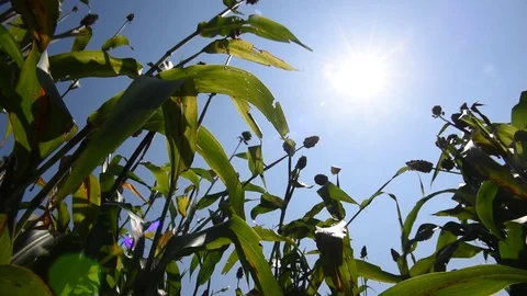 Jowar grain Video stock 118848811