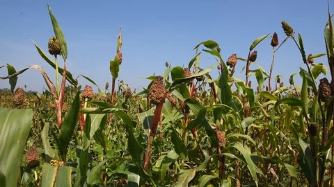 Jowar grain Stock Footage 118848877