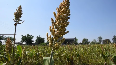 Jowar grain Stock Footage 118849508