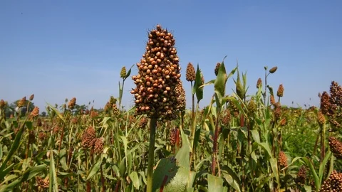 Jowar grain Stock Footage 118850364