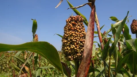 Jowar grain Stock Footage 118850387