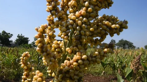 Jowar grain Stock Footage 118850605