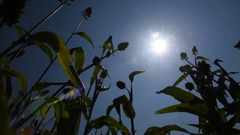 Jowar grain Stock Footage 118850678