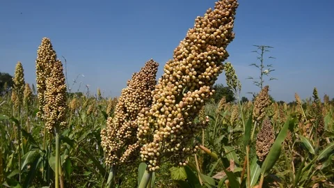Jowar grain Stock Footage 118850890