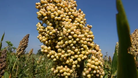 Jowar grain Stock Footage 118851060