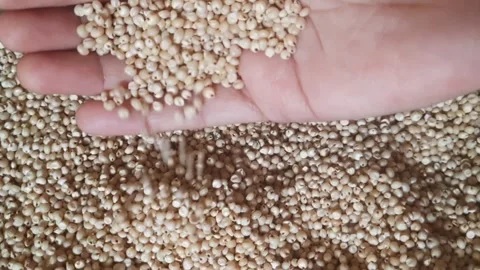 Jowar Grains Falling from Hand in Close-Up – Natural Sorghum Texture Stock Footage 333521751