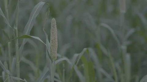 Jowar Plant Video stock 112410453