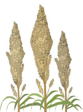 Jowar Seeds Stock Illustration