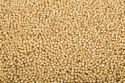 Jowar (Sorghum) Stock Photos