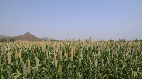 Jower Farm Stock Footage 107003715