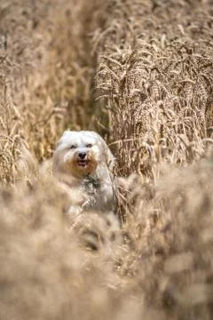 Joy in the cornfield Foto stock