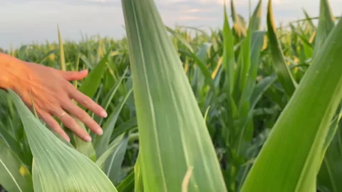 The joy of a good corn harvest. Stock Footage 157093011