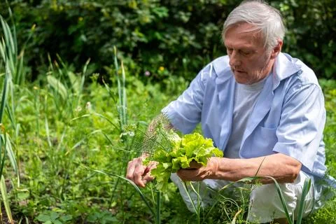 Joy of horticulture displayed by an elderly man as he inspects the fruits of his Stock Photos
