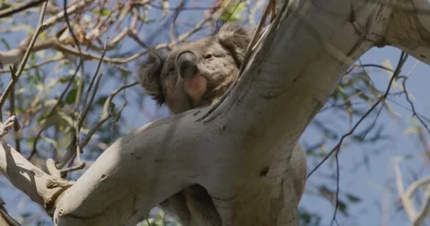 Joy Koala, On Branch, Close Up 動画素材 330153499