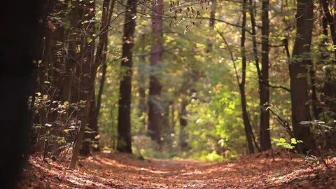 Joy of  movement .Man with hands up riding mono wheel in autumn sunny wood.  Stock Footage 80536319