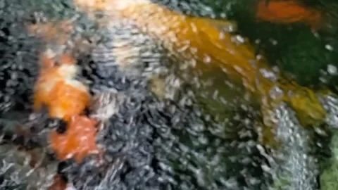 The joy of ornamental fish in the clear flowing water Stock Footage 220470822