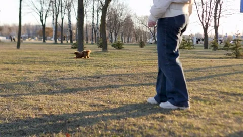 A Joyful and Playful Interaction Between a Human and a Dog Happening in a Bright Stock Footage 307739145