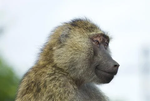 Joyful baboon Stock Photos