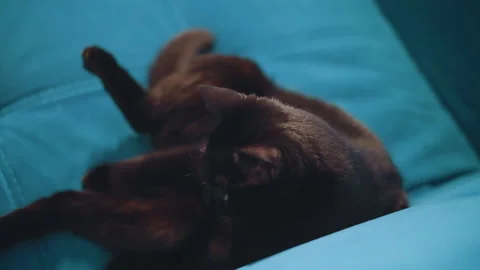 Joyful Black Cat Relaxes And Tumbles With Enthusiasm On Sofa, Lively And Stock Footage 326952673
