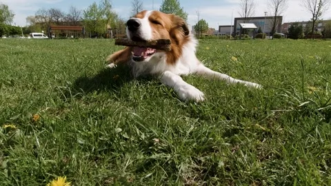 Joyful Border Collie lying on grass and chewing a stick in spring park, playful Stock Footage 308646919