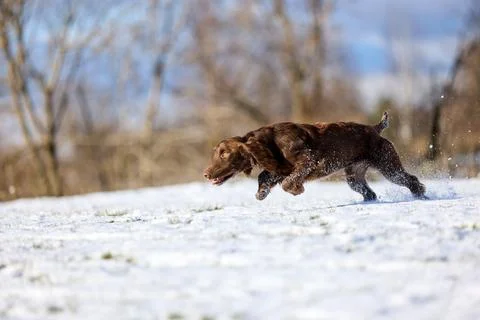Joyful Brown Spaniel Running Through Snowy Field Stock Photos