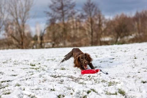 Joyful Brown Spaniel Running Through Snowy Field Stock Photos