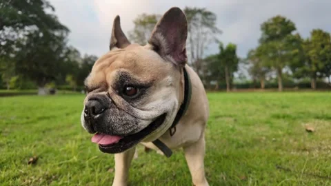 Joyful Canine in the Park: 库存影片 323508276