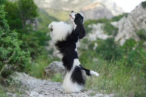 Joyful Cocker Spaniel leaps in a lush forest setting. The dog playful jump Stock Photos