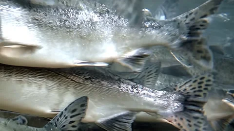 Joyful Dance of Schooling Salmon in Clear Waters of a Vibrant River Stock Footage 340435388