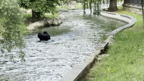 Joyful dog cools off in a flowing river inside a green city park Stock Footage 336938396