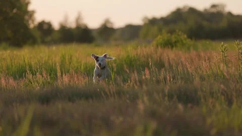 A joyful dog dashes across a vast meadow Video stock 304588007