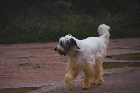 Joyful dog explores the sandy paths of Albufeira Stock Photos