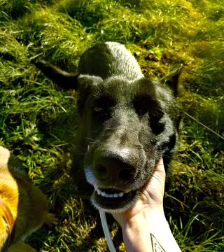 Joyful dog 스톡 사진