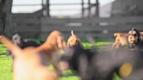 Joyful dogs playing and chasing in the garden. Stock Footage 317758156