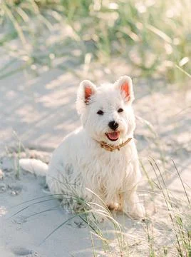 Joyful Encounter on the Beach Фото
