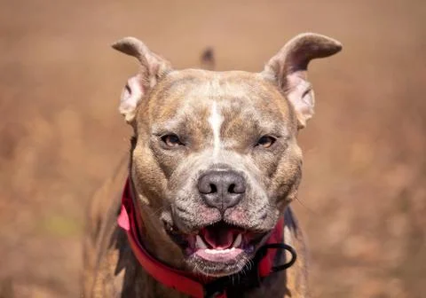 Joyful Encounter Foto stock