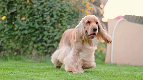 Joyful English Spaniel playfully jumping on a green lawn, full of energy, in Stock Footage 291326891
