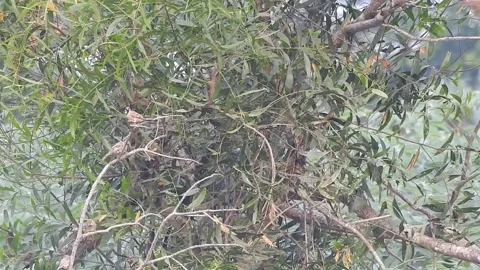 Joyful Flock of Sparrows Resting on a Tree in Harmony Stock Footage 308533550