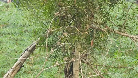 Joyful Flock of Sparrows Resting on a Tree in Harmony Stock Footage 308533600