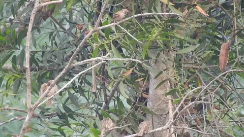 Joyful Flock of Sparrows Resting on a Tree in Harmony Stock Footage 308533612