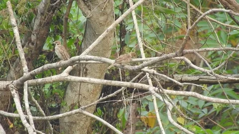 Joyful Flock of Sparrows Resting on a Tree in Harmony Stock-Footage 308533645