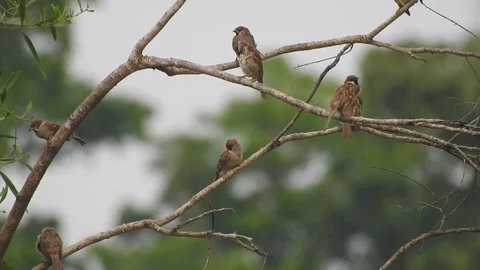 Joyful Flock of Sparrows Resting on a Tree in Harmony Stock Footage 308533785