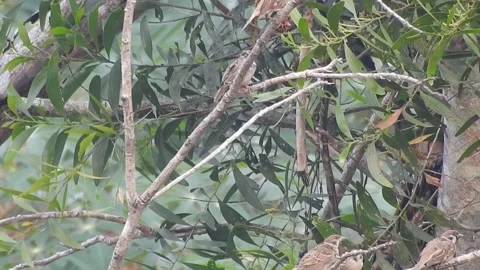 Joyful Flock of Sparrows Resting on a Tree in Harmony Stock Footage 308533824