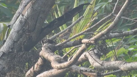 Joyful Flock of Sparrows Resting on a Tree in Harmony Stock Footage 308536814