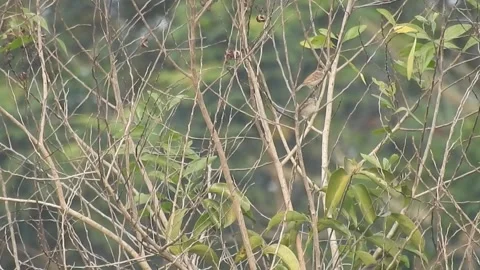 Joyful Flock of Sparrows Resting on a Tree in Harmony Stock Footage 308538019