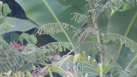 Joyful Flock of Sparrows Resting on a Tree in Harmony Vídeos de archivo 308538837