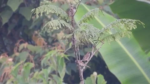 Joyful Flock of Sparrows Resting on a Tree in Harmony Stock Footage 308538948