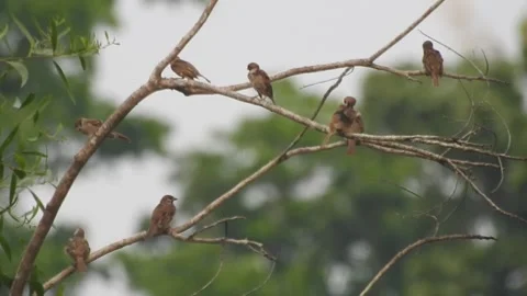 Joyful Flock of Sparrows Resting on a Tree in Harmony Stock Footage 308564305