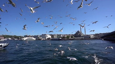 Joyful Flocks: Seagulls Dancing in the Sky Stock Footage 247896947