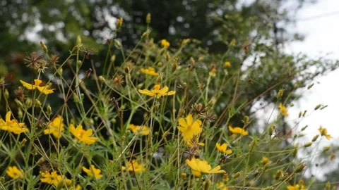 Joyful Flowers Stock Footage 237754542